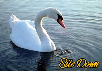 Swan